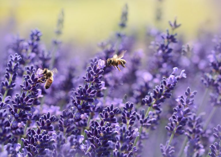 Großer Erfolg des Volksbegehrens „Rettet die Bienen!“