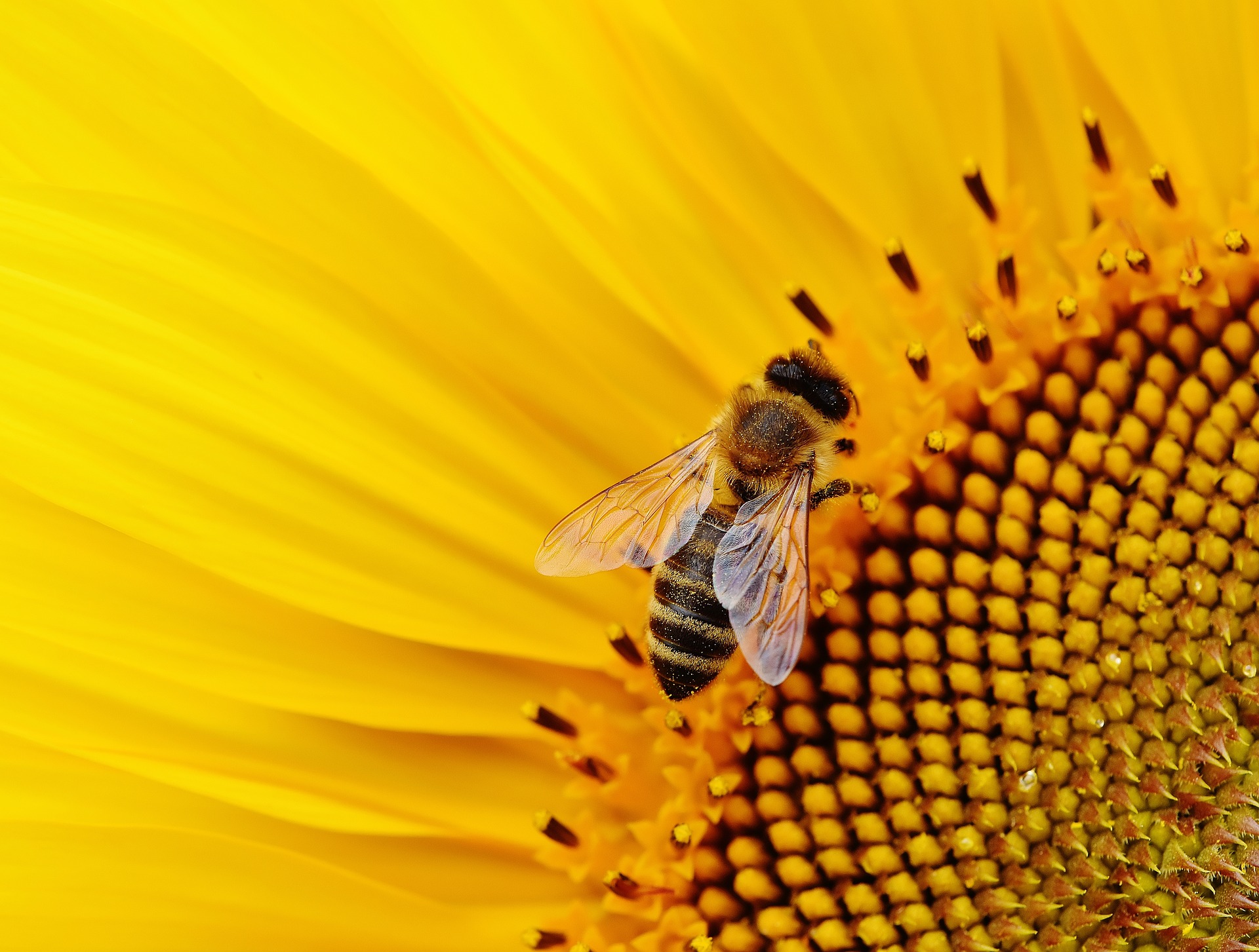 Volksbegehren Artenvielfalt - Rettet die Bienen!