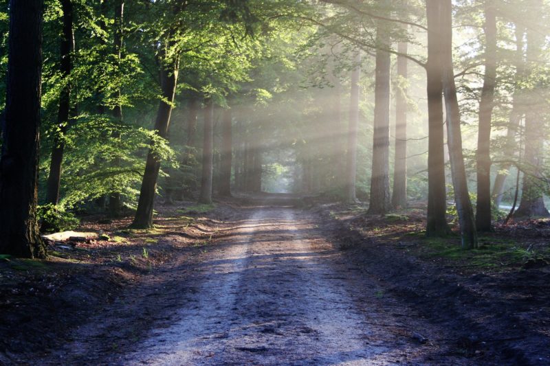 Wald schützen Wald schützen