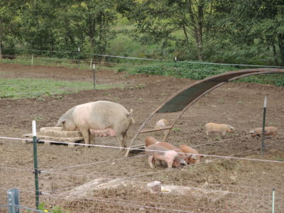 Schweinezucht in Leberfing
