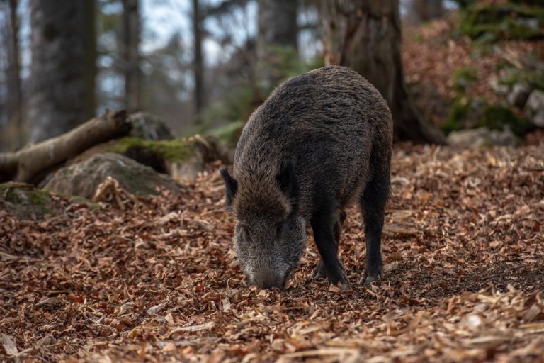 Kurzinfo: Afrikanische Schweinepest (ASP)