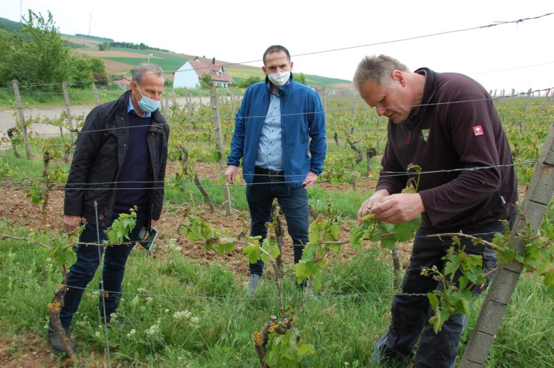 Winzer Uwe Geßner, Bürgermeister Tobias Blesch Die Schäden in den Wipfelder Lagen des Weinbauers Uwe Geßner sind immens. Ihn beobachten Wipfelds Bürgermeister Tobias Blesch und MdL Paul Knoblach.