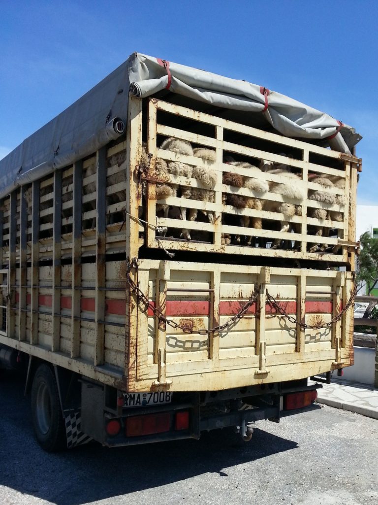 Anfrage: Tiertransport innerhalb der EU