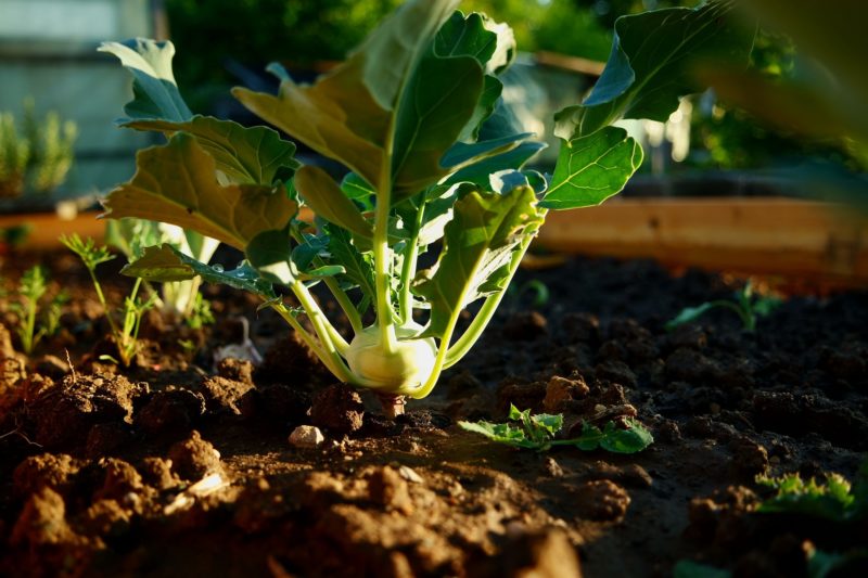 kohlrabi-801668_1920