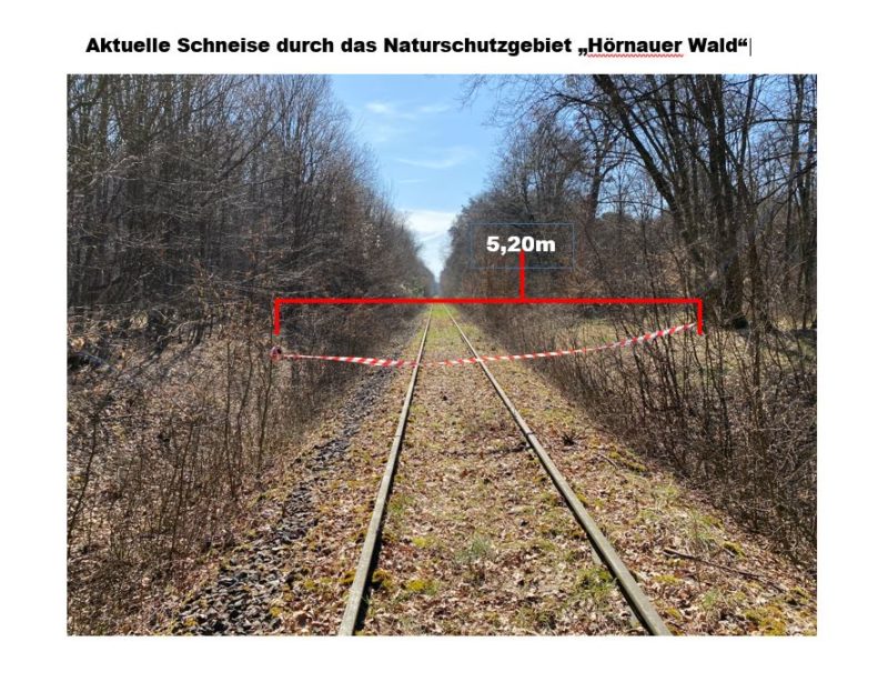 Aktuelle Schneise mit 5,20 m Breite durch das Naturschutzgebiet "Hörnauer Wald". Foto: BUND Naturschutz in Bayern (BN), Edo Günther