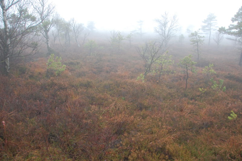 Baumwuchs im Naturschutzgebiet Schwarzes Moor in der Rhön. Foto: Hannes Helferich