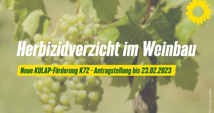 Ab 2023 fördert der Freistaat Bayern den Herbizidverzicht im Weinbau über das KULAP-Programm K72.